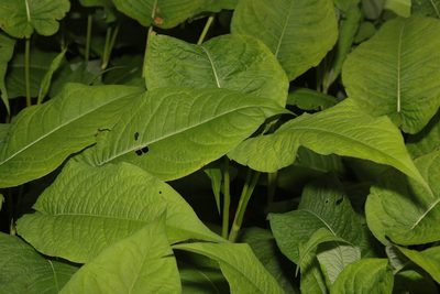 Persicaria amplexicaulis, photographed by Stephen James McWilliam