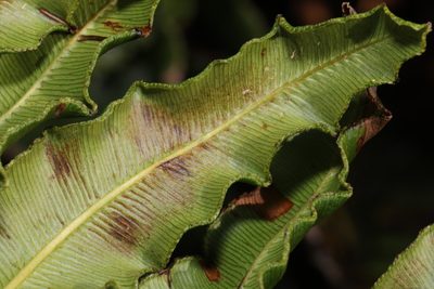 Parablechnum cordatum, photographed by Stephen James McWilliam