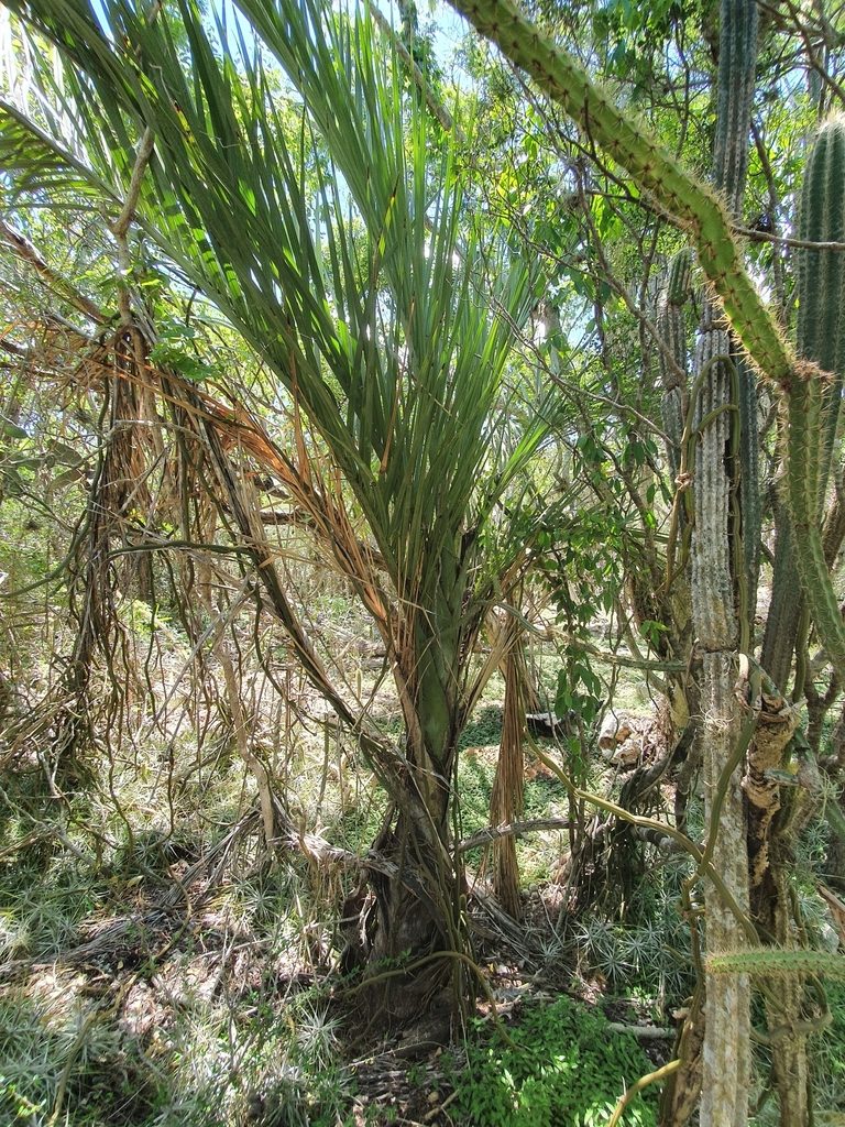 Pseudophoenix ekmanii, photographed by Yolanda M. Leon