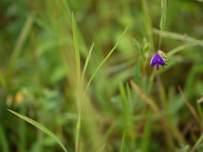 Smithia purpurea, photographed by Dinesh Valke