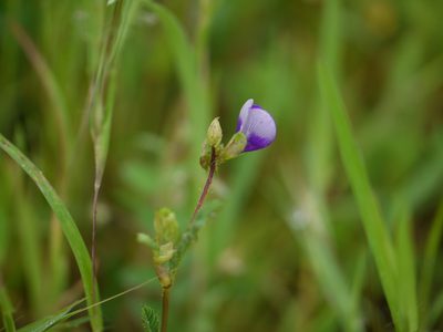 Smithia purpurea, photographed by Dinesh Valke