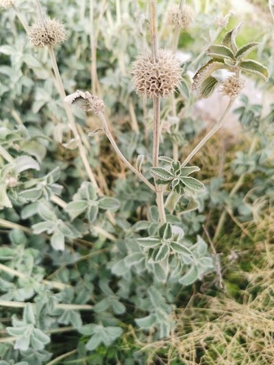 Marrubium incanum, photographed by Thor-Rune Hansen