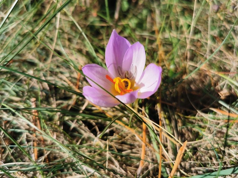 Crocus thomasii, photographed by Thor-Rune Hansen