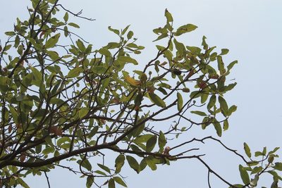 Magnolia pugana, photographed by Viacheslav Shalisko