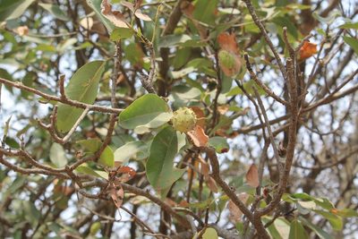 Magnolia pugana, photographed by Viacheslav Shalisko