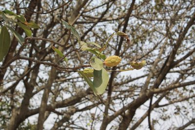 Magnolia pugana, photographed by Viacheslav Shalisko