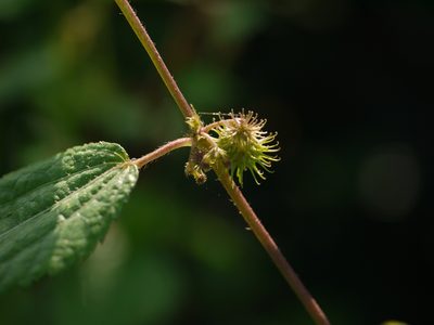 Triumfetta annua, photographed by Dinesh Valke