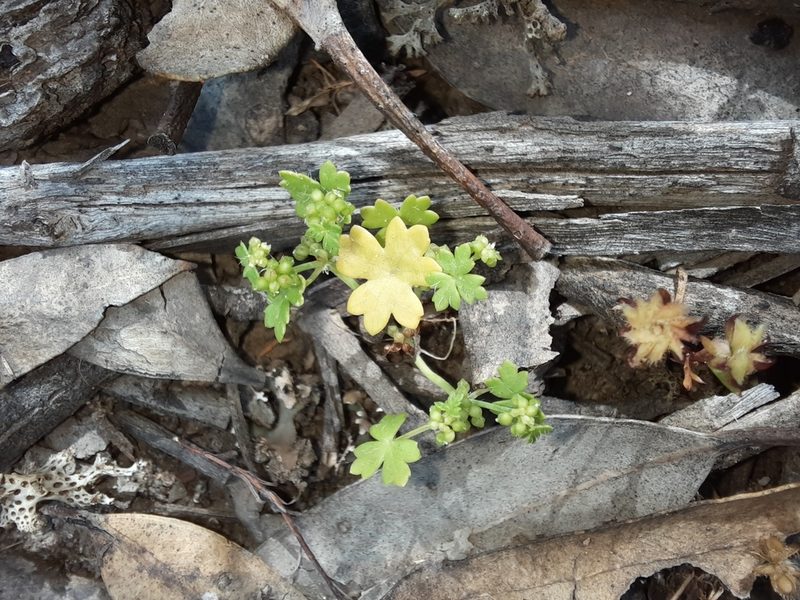 Hydrocotyle foveolata, photographed by spacegecko