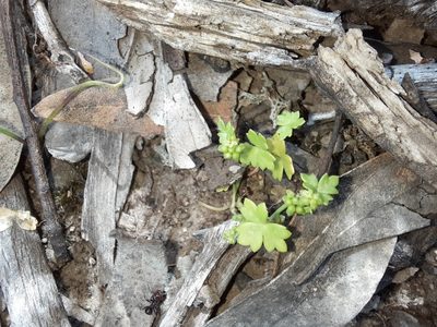 Hydrocotyle foveolata, photographed by spacegecko