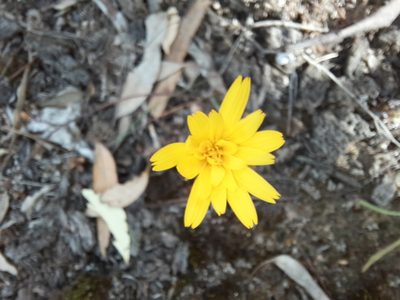Microseris walteri, photographed by spacegecko