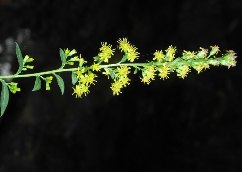 Solidago patula, photographed by Michael J. Papay