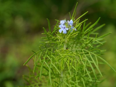 Lavandula bipinnata, photographed by Dinesh Valke
