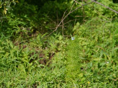 Lavandula bipinnata, photographed by Dinesh Valke