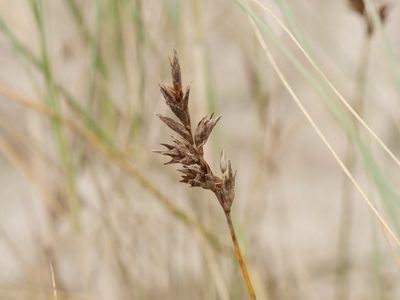 Carex arenaria, photographed by Alexis Tinker-Tsavalas