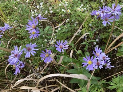 Symphyotrichum laeve, photographed by Dilrukshan Priyantha Wijesinghe