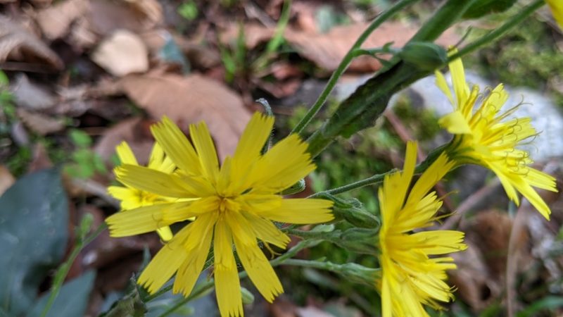 Hieracium racemosum, photographed by Philipp