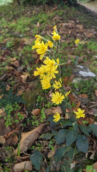 Hieracium racemosum, photographed by Philipp
