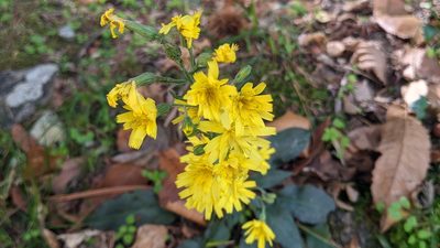 Hieracium racemosum, photographed by Philipp