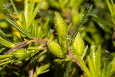 Hibbertia riparia, photographed by T. Hammer