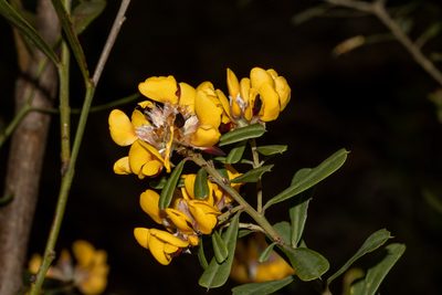 Pultenaea daphnoides, photographed by T. Hammer