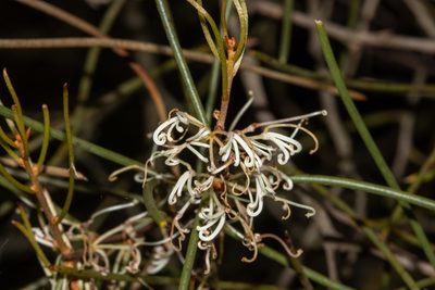 Hakea rostrata, photographed by T. Hammer