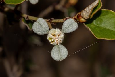Spyridium thymifolium, photographed by T. Hammer