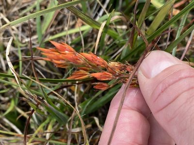 Narthecium ossifragum, photographed by James Clow
