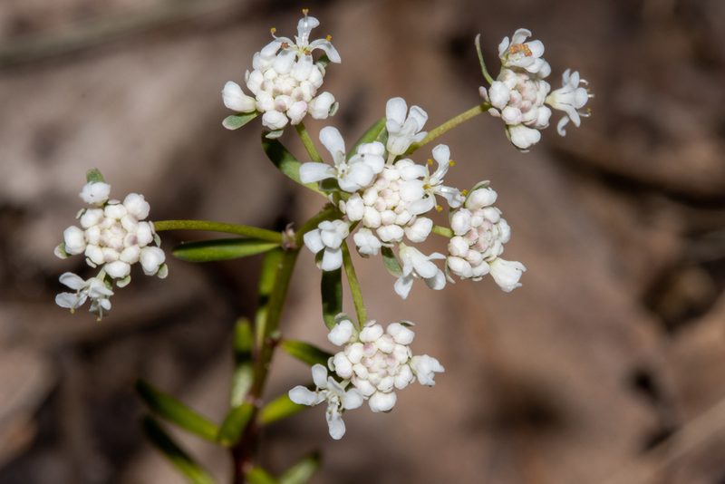 Poranthera huegelii, photographed by T. Hammer