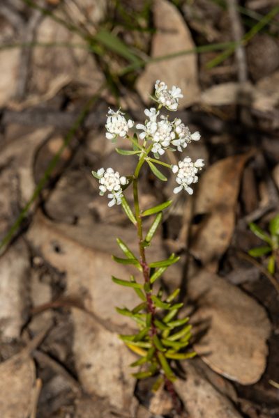Poranthera huegelii, photographed by T. Hammer