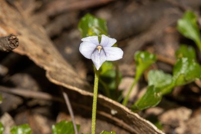 Viola sieberiana, photographed by T. Hammer