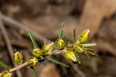 Hibbertia riparia, photographed by T. Hammer