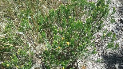 Ericameria laricifolia, photographed by gsexauer