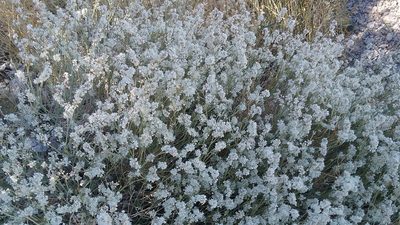 Eriogonum wrightii, photographed by gsexauer