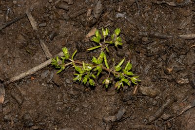 Crassula decumbens, photographed by T. Hammer