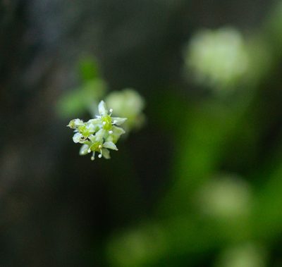 Bowlesia tropaeolifolia, photographed by Nicolás Villaseca Merino