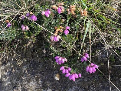 Erica cinerea, photographed by James Clow