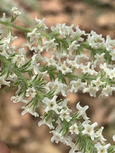 Aloysia virgata, photographed by Mario Barroso