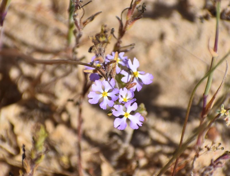 Zaluzianskya affinis, photographed by Justin Ponder