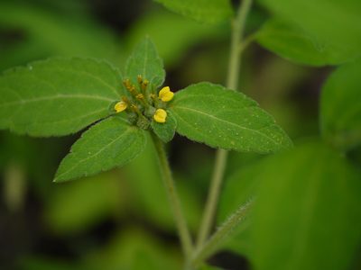 Sclerocarpus africanus, photographed by Dinesh Valke