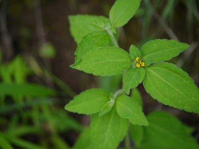 Sclerocarpus africanus, photographed by Dinesh Valke