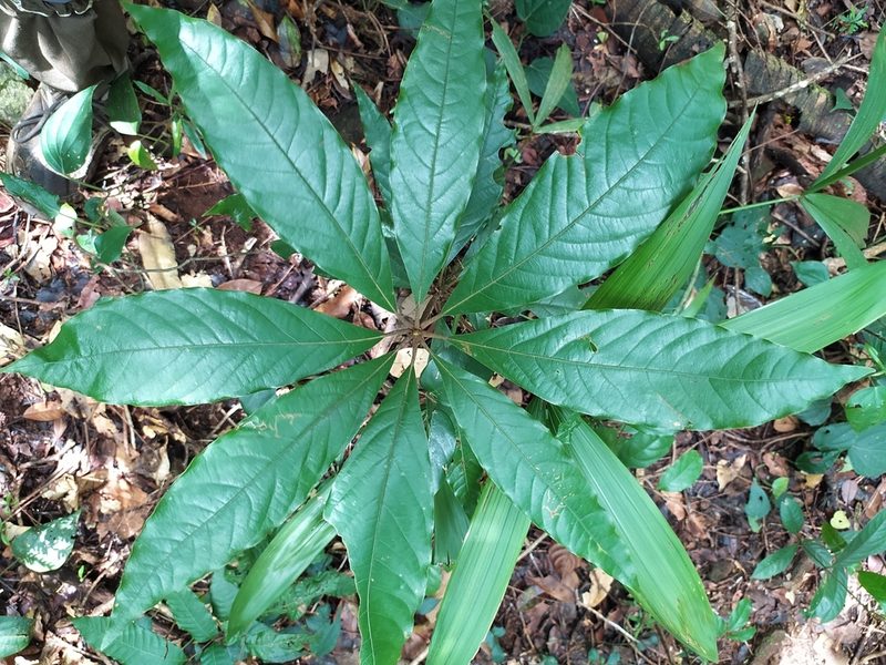 Actinodaphne bourdillonii, photographed by Vijay Karthick