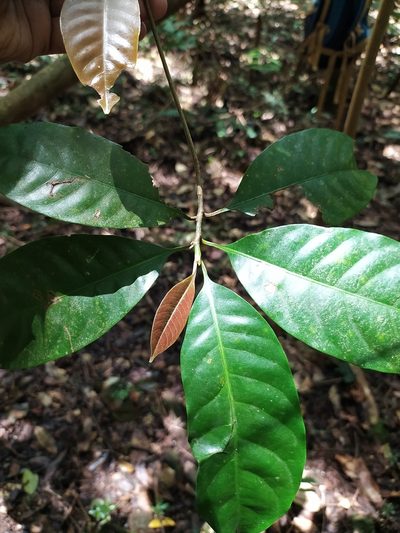 Palaquium ellipticum, photographed by Vijay Karthick