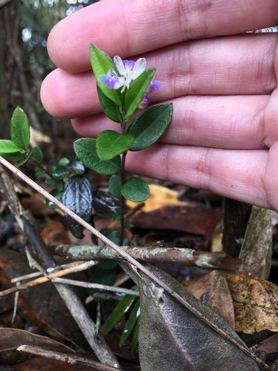 Polygala hongkongensis, photographed by Yj