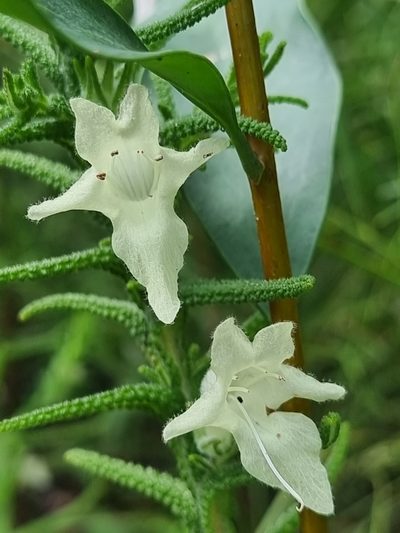 Chloanthes stoechadis, photographed by Richard Dimon