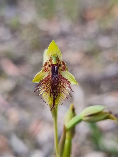 Calochilus campestris, photographed by Richard Dimon