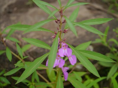 Impatiens rosea, photographed by Dinesh Valke