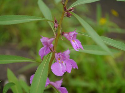 Impatiens rosea, photographed by Dinesh Valke