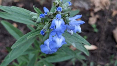Salvia azurea, photographed by john_hall