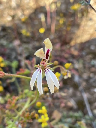 Pelargonium trifidum, photographed by Matt Berger
