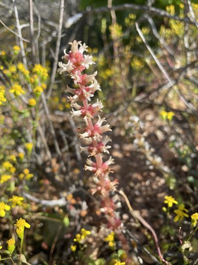 Crassula barbata, photographed by Matt Berger